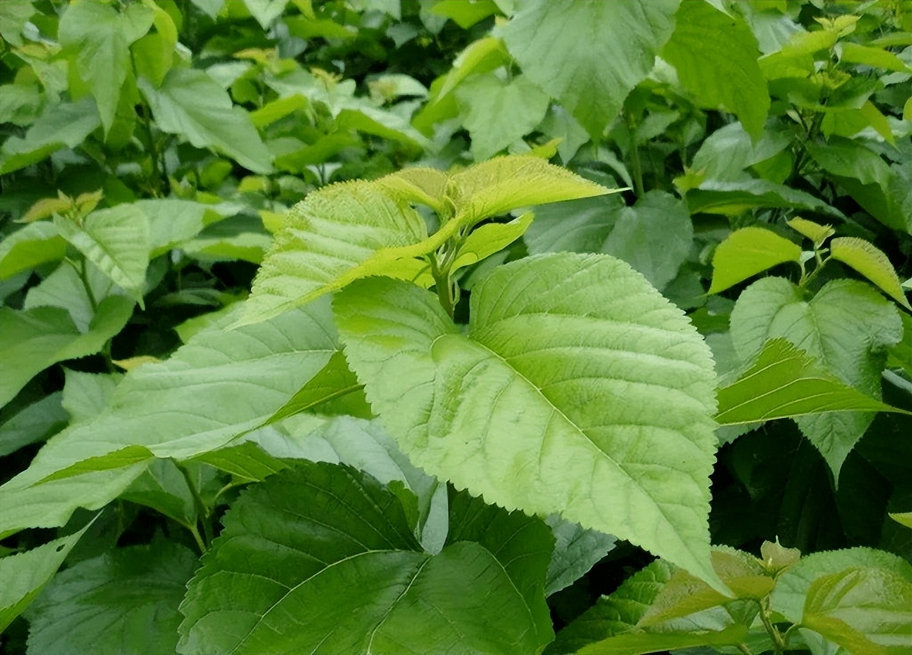 Mulberry Leaf Extrac.jpg